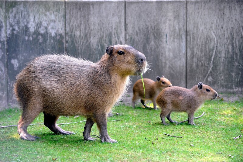Wasserschwein Mutter Lucia und ihre drei Kinder dürfen das erste Mal auf die Außenanlage. Vater Philippe ist schon ganz aufgeregt, denn er hat seine Kinder noch nicht gesehen. Am Teich wartet schon Tante Elena mit ihren zwei Kindern. – Bild: rbb/​Thomas Ernst