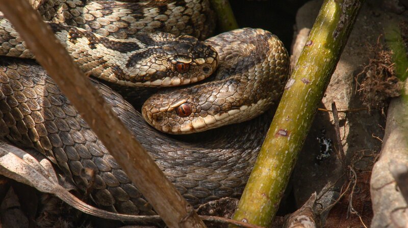 Die Balz der Kreuzottern folgt festen Regeln und kann Stunden dauern. – Bild: NDR/NDR Naturfilm/Doclights/Uwe Anders Die Balz der Kreuzottern folgt festen Regeln und kann Stunden dauern. – Bild: NDR/NDR Naturfilm/Doclights/Uwe Anders
