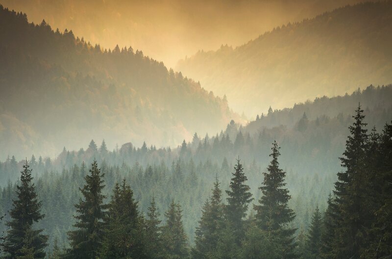 Nebel über den Wäldern Transsilvanien. – Bild: NDR/​Doclights Naturfilm/​Dan Dinu