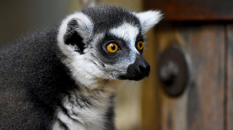 Bei den Kattas im Tropen-Aquarium haben die Weibchen das Sagen. – Bild: NDR/​Doclights GmbH