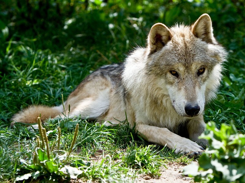 Wolf Nanuk. – Bild: ORF III