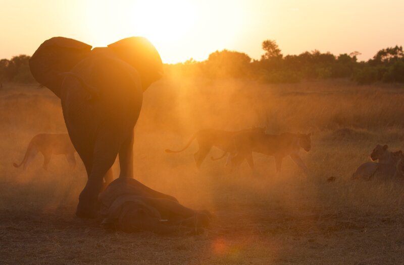 Elefantenmutter mit sterbendem Baby: Von den Dickhäutern ist bekannt, dass sie enge Bindungen zu Artgenossen eingehen. – Bild: WDR/​Plimsoll Productions
