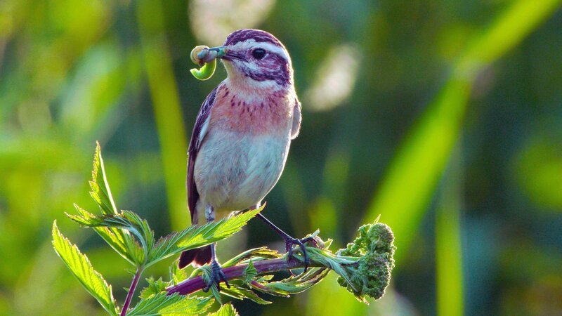 Braunkehlchen Weibchen beim Füttern. – Bild: ORF