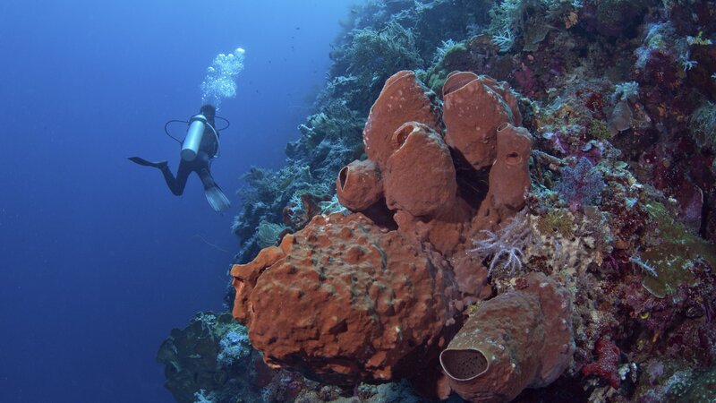 sponges on wall – Bild: Discovery Communications, LLC /​ singularone