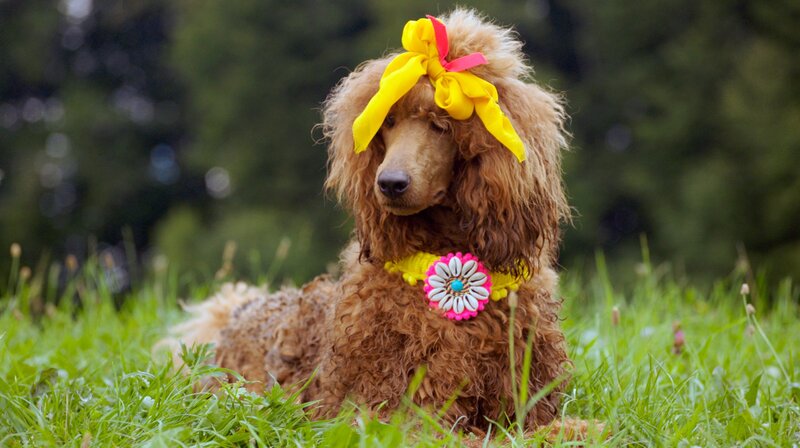 Die schöne Hündin Lola ist auf dem Wiesnerhof zu Gast. – Bild: BR/​Filmbüro Münchner Freiheit GmbH