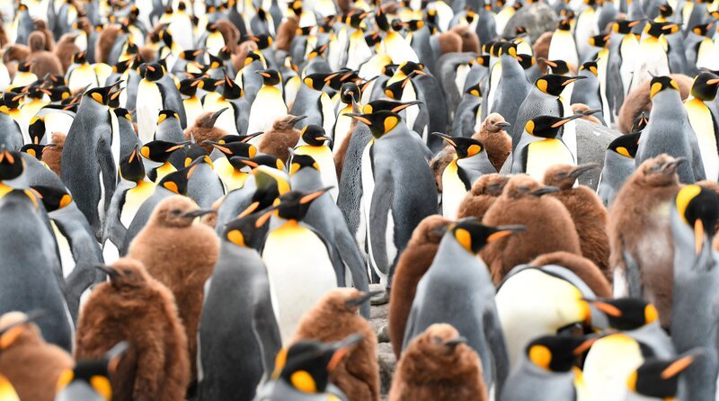 Königspinguine: Noch sind die Eltern da, doch im Frühling verlassen sie für Wochen ihre Jungen, um im offenen Meer auf Fischfang zu gehen. – Bild: SWR/​WDR/​Plimsoll Productions