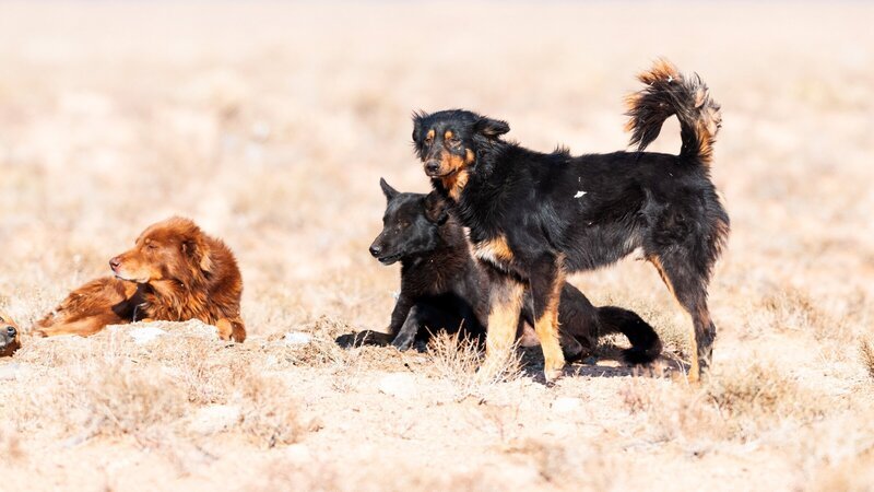 Straßenhunde – Wie und wann aus dem Wolf der Hund wurde, beschäftigt Forscher seit geraumer Zeit. – Bild: 3sat