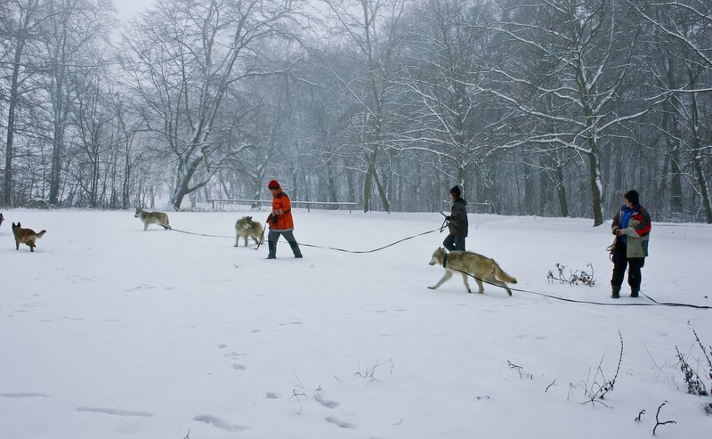 Spaziergang mit Wölfen im Schnee. – Bild: ORF III