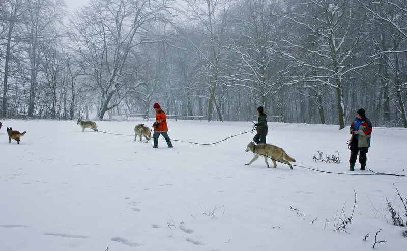 Spaziergang mit Wölfen im Schnee. – Bild: ORF III