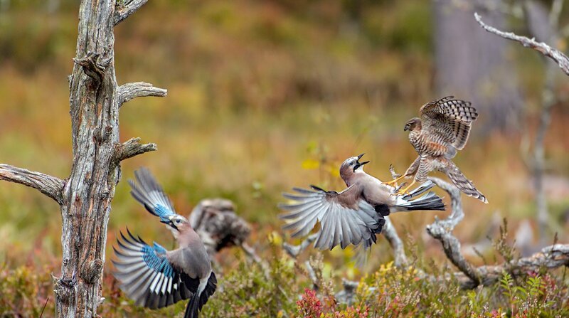 Ein junger Sperber greift einen Eichelhäher an, ein zweiter Häher ergreift die Flucht. Weitere Fotos erhalten Sie auf Anfrage. © NDR/​Silverback Films 2015, honorarfrei – Verwendung gemäß der AGB im engen inhaltlichen, redaktionellen Zusammenhang mit genannter NDR-Sendung bei Nennung „Bild: NDR/​Silverback Films 2015“ (S2). NDR Presse und Information/​Fotoredaktion, Tel: 040/​4156⁠–⁠2306 oder -2305, pressefoto@ndr.de – Bild: BR/​NDR/​Silverback Films 2015