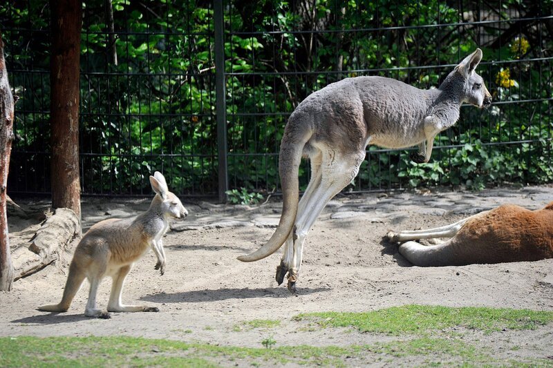 ARD/​rbb PANDA, GORILLA & CO., TEIL 263, „Geschichten aus dem Zoo Berlin und Tierpark Berlin“. Die roten Riesenkängurus müssen abends in den Stall, denn für sie wäre es zu gefährlich, über Nacht draußen auf der Anlage zu bleiben. – Bild: rbb/​Thomas Ernst