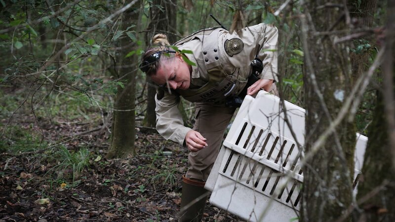 Warden Lauren Isles releasing the baby raccoon in the woods. – Bild: Animal Planet