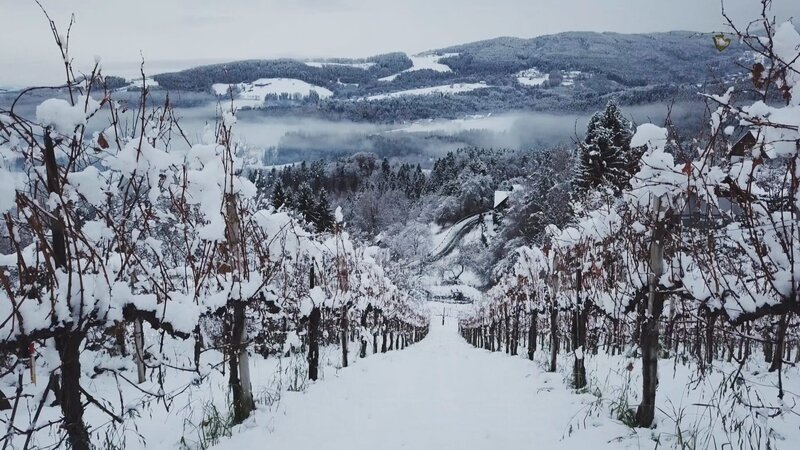 Weingarten im Winter. – Bild: ORF III