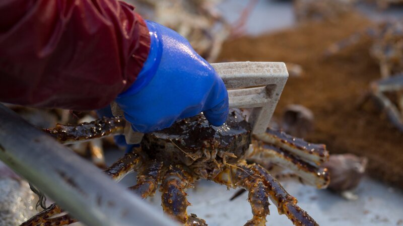 It’s the deadliest job on earth: crab fishing off the Alaska coast on the icy Bering Sea, home of the most violent waters on earth. During the five-day season, a handful of adventurers will battle Arctic weather, brutal waves, and a ticking clock for a chance at big money in this modern day gold rush. – Bild: Discovery Communications