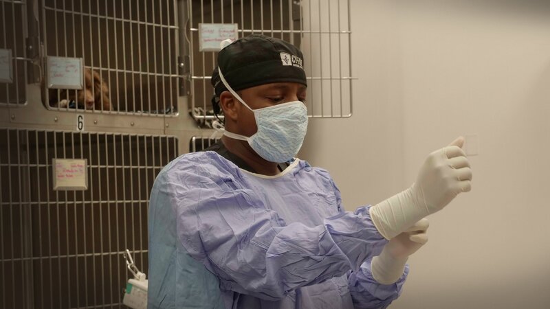 Dr. Blue preps for an exploratory stomach surgery on Yuki the Bulldog – Bild: DSPL