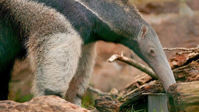 . – Bild: ORF/​Universal