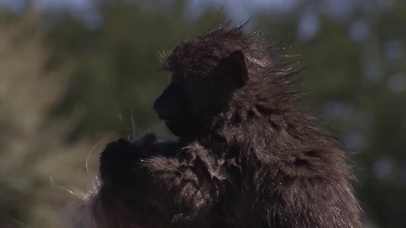 . – Bild: ANIXE HD