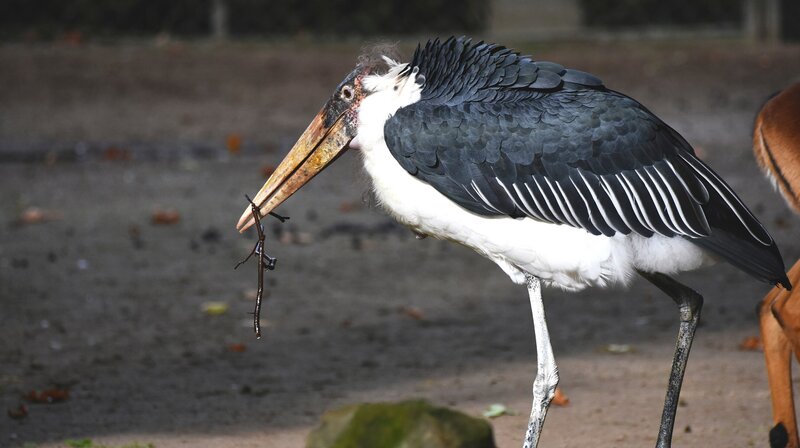 Marabu-Mann Kinjago möchte nichts von seiner Henne wissen. – Bild: NDR/​Doclights GmbH