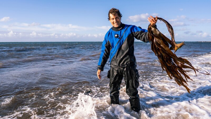 Uli Kunz hat ein Stück Kelp mit an die Oberfläche gebracht: Die großen Braunalgen lieben kühles Wasser. Wenn die Temperaturen steigen, gehen die Bestände zurück. – Bild: ZDF