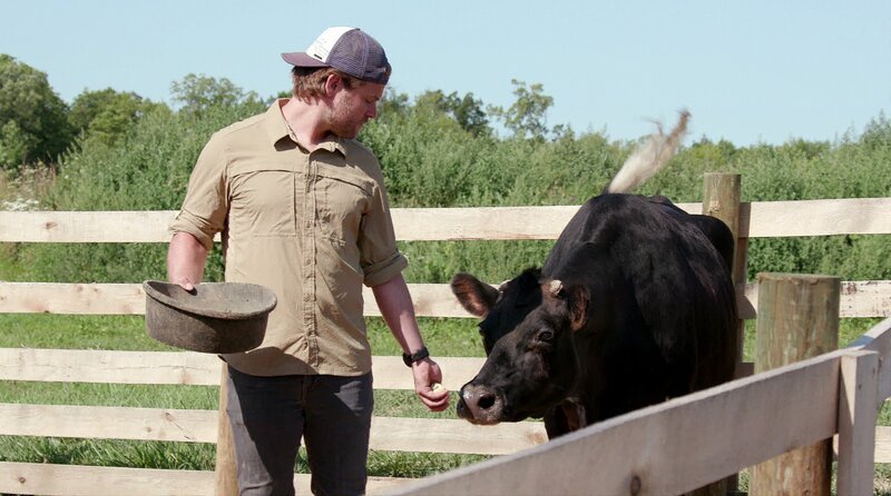 Dan McKernan feeding Buttercup the cow. – Bild: Animal Planet /​ Photobank 36878_ep102_013 /​ Discovery Communications, LLC
