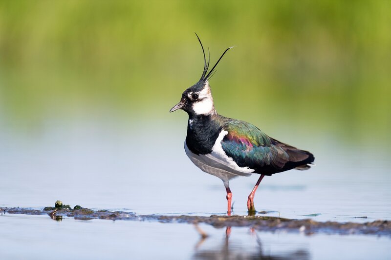 Kiebitz, Seewinkel. – Bild: ORF III Kiebitz, Seewinkel. – Bild: ORF III