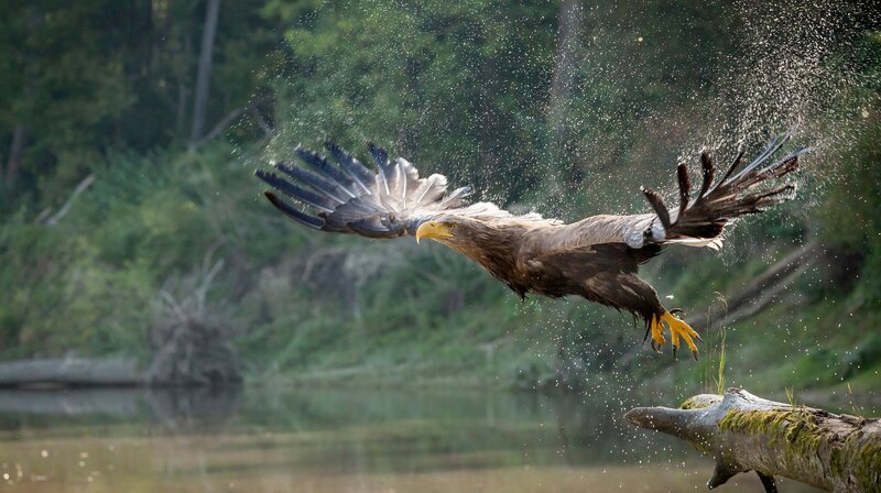 Der Wappenvogel Österreichs geht auf die Jagd: Seeadler greifen sich große Fische, Bläßhühner und Enten. – Bild: NDR/​ScienceVision Filmproduktions GmbH/​Rita Schlamberger