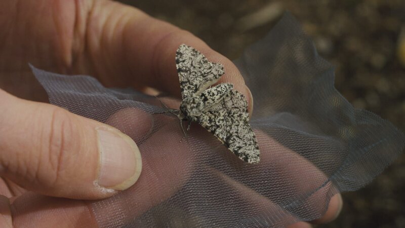  – Bild: ARTE FRANCE – CAPA PRESSE /​ TF1 PRODUCTION