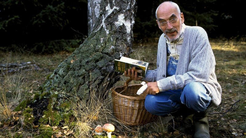 Peter (Peter Lustig) findet an der Birke einige Pilze. Diese Pilze holen sich ihre Nahrung aus den Wurzeln der Birke. Aber der Pilz gibt dem Baum auch etwas, so steht es jedenfalls im Pilzbuch. – Bild: ZDF und Christiane Pausch