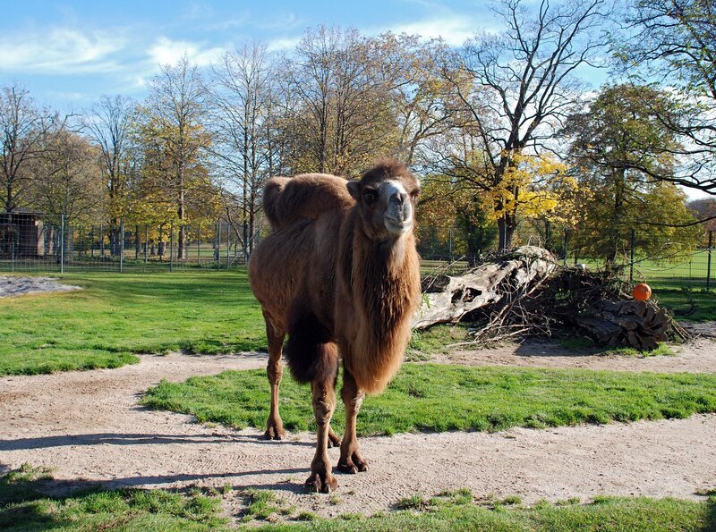 ARD/​SWR EISBÄR, AFFE & CO, Zoogeschichten aus Stuttgart, Folge 112. Nicht tuschen lassen! So ein Trampeltier ist kein Trampel, sondern ein richtiges Sensibelchen – zu sehen in der neuesten Folge von Eisbär, Affe & Co. – Bild: SWR/​Frieder Bundt