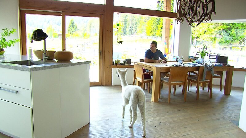 Manchmal verirrt sich ein Alpaka ins Wohnzimmer. – Bild: ORF/​ORF-Tirol