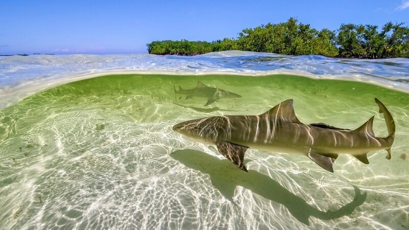 Zitronenhaie bringen ihre Nachkommen vor Bimini/​Bahamas im seichten Wasser zur Welt, damit diese in den überschwemmten Mangrovenwäldern vor Großfischen in Sicherheit sind. – Bild: ZDF