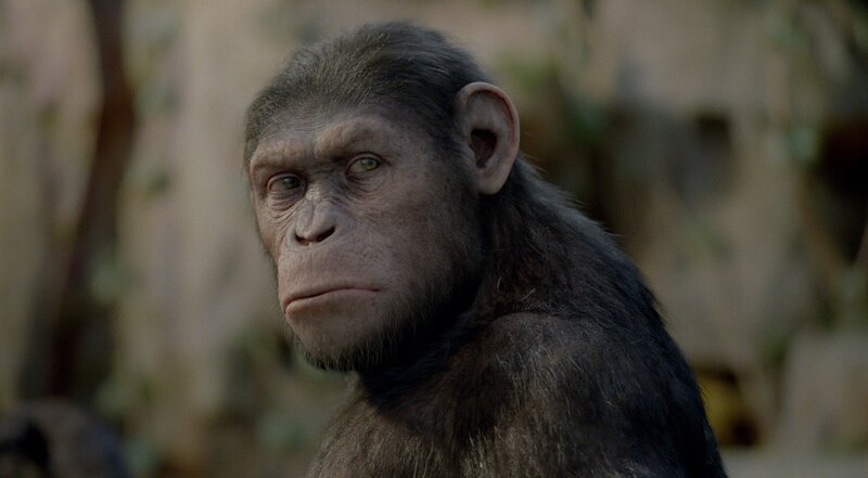 Endlich darf Will seinen geliebten Schimpansen aus dem Tierheim holen und wieder mit nach Hause nehmen. Doch Caesar entschließt sich, dort zu bleiben, um die dortigen Affen, die er heimlich mit einem Intelligenz steigernden Medikament gedopt hat, bei einem Aufstand anzuführen … – Bild: ZDF/​WETA Digital