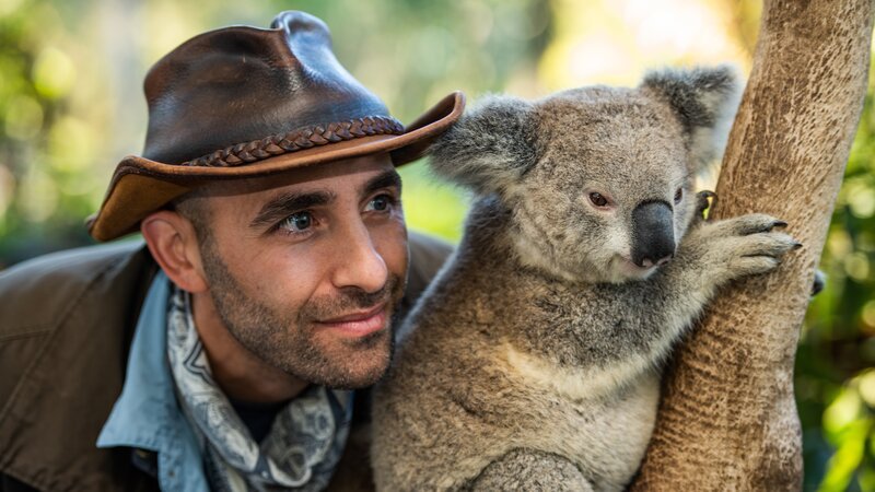 Coyote Peterson with Koala Bear in tree. – Bild: Discovery Communications, LLC