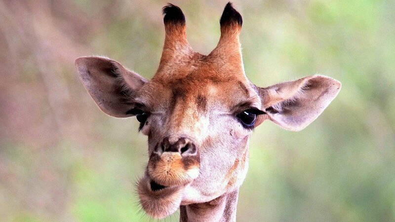 Aufgrund ihrer langen Hälse können Giraffen auch Nahrung in Bäumen fressen, die kleinere Tiere nicht erreichen. – Bild: 3sat