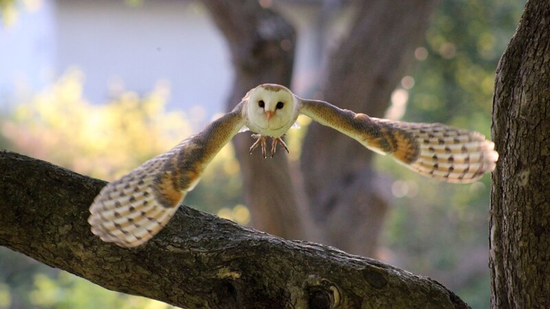 Schleiereule. – Bild: ZDF und ORF/​István Nádaskay Film