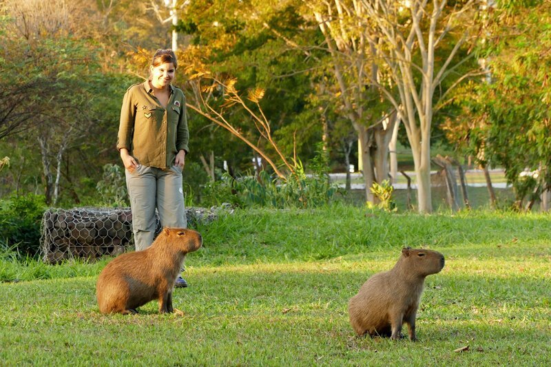 Ein Wasserschwein mitten in der brasilianischen Stadt Campo Grande? Damit hätte Anna nicht gerechnet. Und dann auch noch das: Wasserschweine sind gar keine Schweine, sondern Nager. – Bild: BR/​BILD + TEXT Medienproduktion GmbH & Co. KG./​Ben Wolter