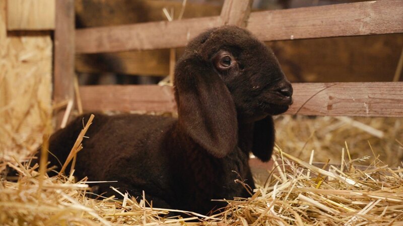 Bild: @Red Bull Media House/​ServusTV