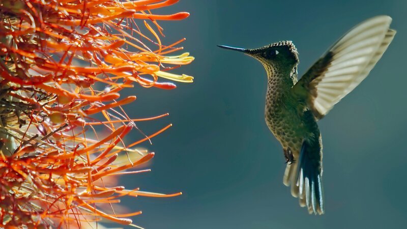 Kolibris können in Wüsten leben, wenn sie dort ausreichend Blüten finden. – Bild: 3sat