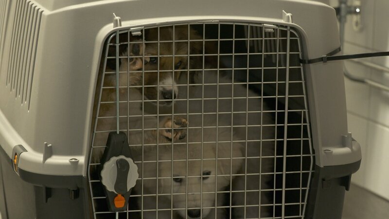 Dogs in a transporter. – Bild: Warner Bros Discovery