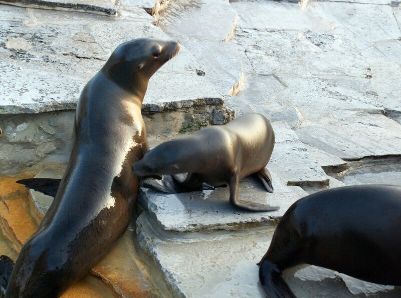 ARD/​SWR EISBÄR, AFFE & CO FOLGE 174, „Zoogeschichten aus Stuttgart“, am Montag um 16:10 Uhr im ERSTEN. Einbärenbaby Eddie kam in der größten Sommerhitze zur Welt. Inzwischen gehört er schon zur Attraktion der Seelöwen-Schaufütterung. – Bild: SWR/​Jens Klingler