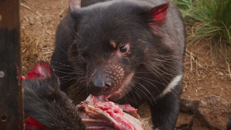Tasmanian Devil. – Bild: Animal Planet