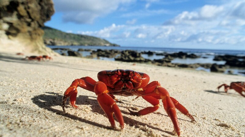 Bild: phoenix/​ZDF/​3sat