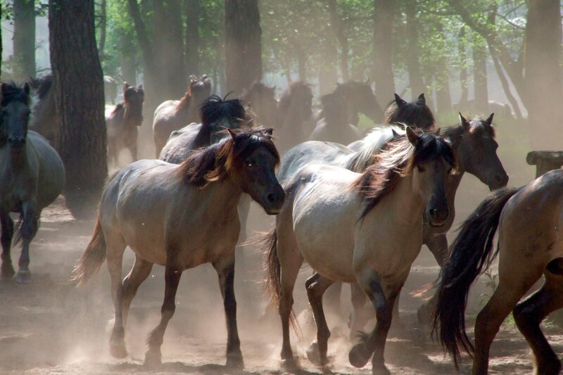 Die letzten Europas - Wildpferde im Münsterland – Bild: WDR/​Light&Shadow GmbH