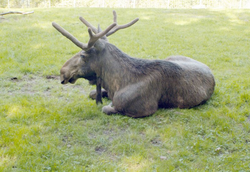 Elch Ole. – Bild: HR/​Petra Bruder