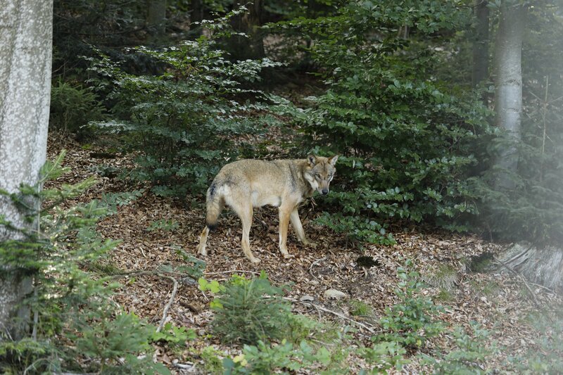 Ein Wolfsrüde aus dem Nationalpark Bayerischer Wald im Tierfreigelände des Hauses zur Wildnis in Ludwigsthal. – Bild: BR/Doris Fenske Ein Wolfsrüde aus dem Nationalpark Bayerischer Wald im Tierfreigelände des Hauses zur Wildnis in Ludwigsthal. – Bild: BR/Doris Fenske