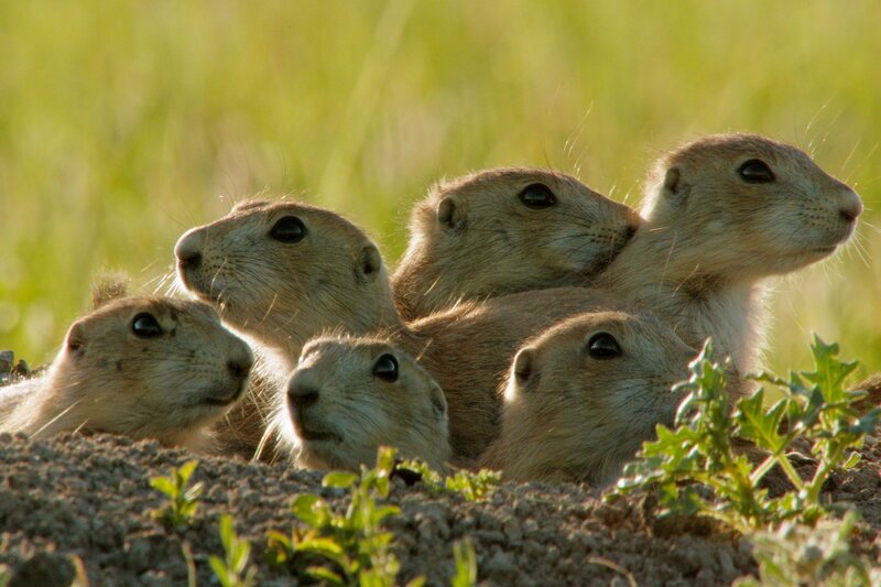 Die Welt der Hörnchen, Folge 1: Präriehunde in Nordamerika – Bild: SRF1