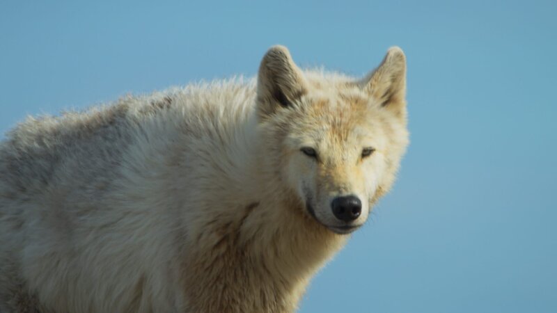 Ein weißer Arktischer Wolf jagt Karibus in der Tundra Kanadas. Die Herden passieren das Revier des Wolfes nur wenige Wochen im Jahr. So hat er nur wenig Zeit, um die Versorgung seines Nachwuchses sicherzustellen. – Bild: ZDF und BBC