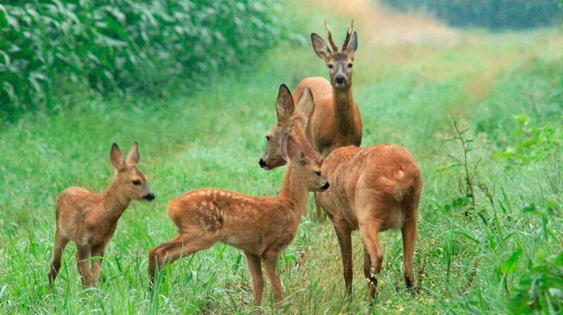 Rehkitze mit Muttertier und Bock. – Bild: BR