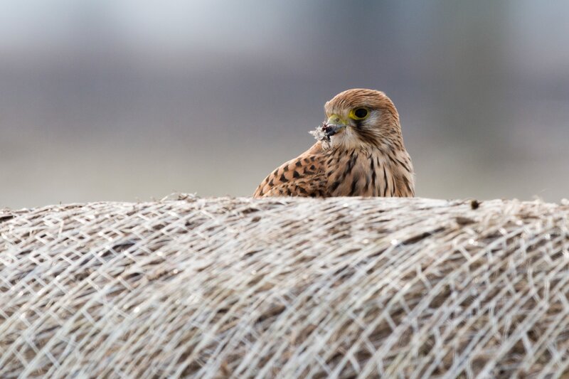 Bild: ORF/​PKM Film/​Leander Khil