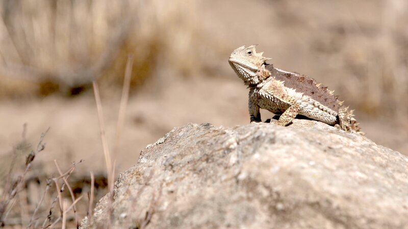 The Giant Horned Lizard resting on a rock. – Bild: Animal Planet /​Discovery Communications, LLC